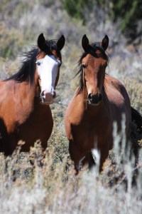 photo by Terry Fitch of Wild Horse Freedom Federation