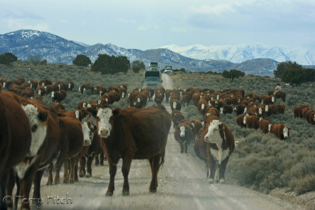 Welfare Cattle herded into Antelope Complex as wild horses are being rounded up ~ photo by Terry Fitch