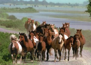 Chincoteague Ponies