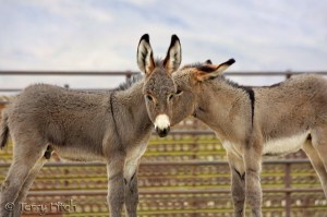 Captured BLM Wild Burros ~ by Terry Fitch of Wild Horse Freedom Federation
