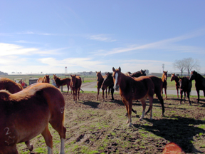 Texas Prison Horsesjpg