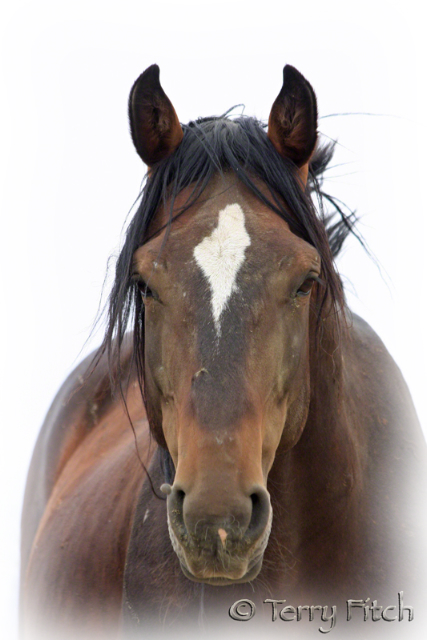 photo by Terry Fitch of Wild Horse Freedom Federation