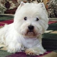 The Unwanted Puffball