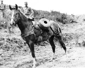 Sgt Reckless