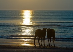 Photo courtesy of the Corolla Wild Horse Fund