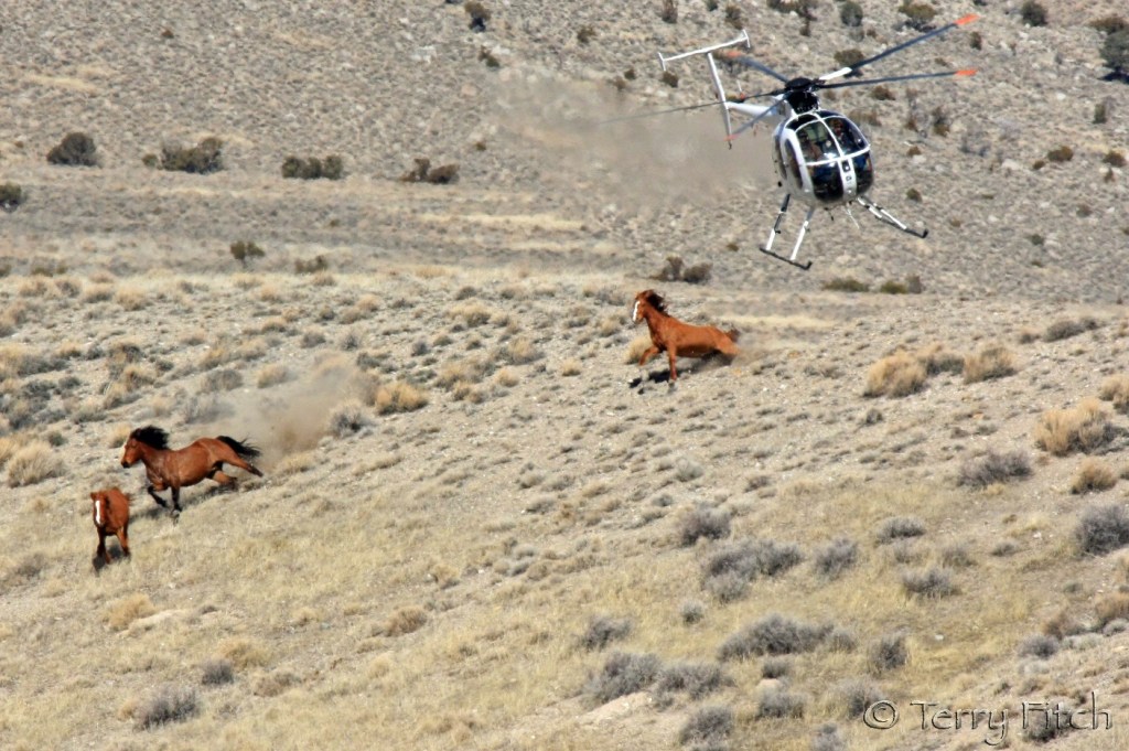 BLM chasing protected mustangs from the air ~ photo by Terry Fitch of Wild Horse Freedom Federation