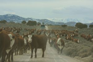 Private "Welfare Cattle" being herded onto BLM Antelope Complex in Nevada, while Wild Horse roundup was being conducted ~ photo by Terry Fitch of Wild Horse Freedom Federation