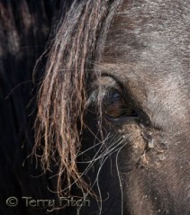 The Innocent by Terry Fitch