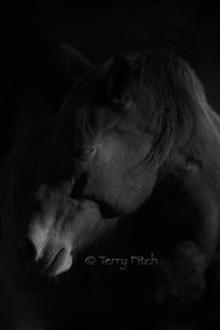 "Peaceful Moment" by Terry Fitch of Wild Horse Freedom Federation