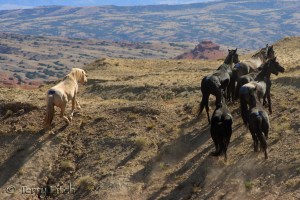 Cloud and family after release from BLM capture in 2009 ~ photo by Terry Fitch