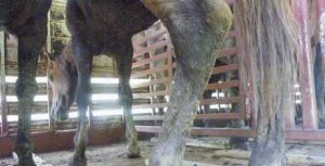 29o=INRhastitransport