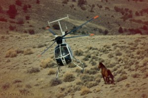 BLM's war on America's wild horses and burros ` photo by Terry Fitch of Wild Horse Freedom Federation
