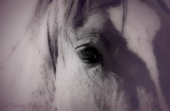 Eye to the Soul by Terry Fitch of Wild Horse Freedom Federation