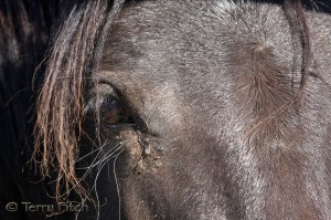 photo by Terry Fitch of Wild Horse Freedom Federation