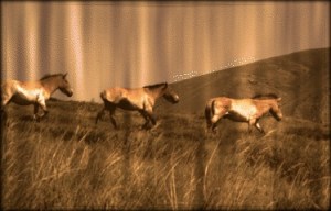 Prehistoric Takhi reintroduced into Outer Mongolia ~ photo by Terry Fitch of Wild Horse Freedom Federation