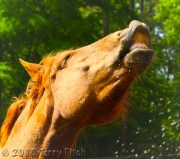 Good News by Terry Fitch