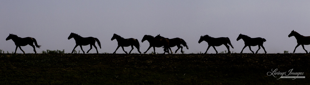 Mares on the Ridge by Carol Walker