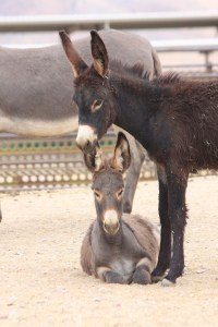 Wild Burros in BLM holding ~ photo by Terry Fitch of Wild Horse Freedom Federation