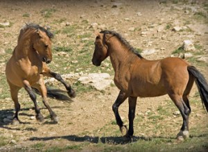 photo by Terry Fitch