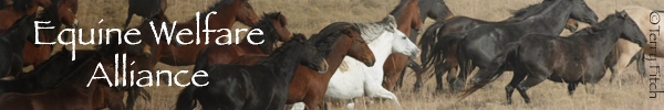 Equine Welfare Alliance