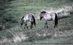 Wild Outer Mongolian Takhi - photo by Terry Fitch of Wild Horse Freedom Federation