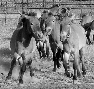 Chinese Przewalski's horses