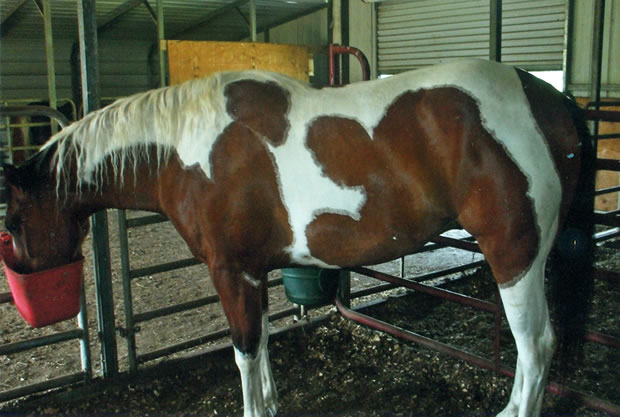 Miricle Horse