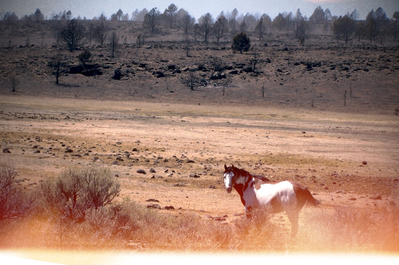 Where are the Horses?