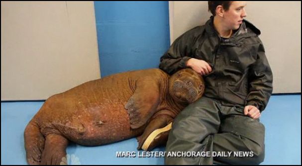 Baby Walrus - Click Image to View Video