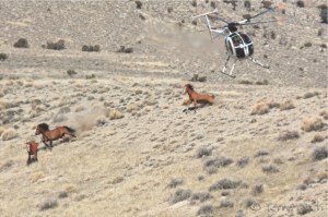 BLM at Antelope Complex 2011 ~ photo by Terry Fitch of Wild Horse Freedom Federation
