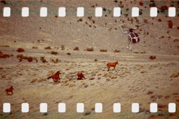 BLM Antelope attack in 2011 ~ photo by Terry Fitch of Wild Horse Freedom Federation