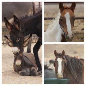 Voiceless Pawns by Terry Fitch of Wild Horse Freedom Federation