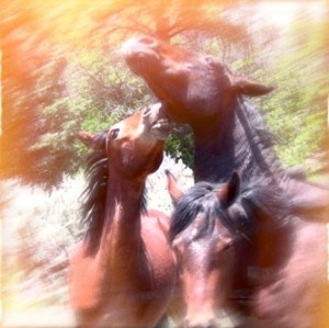 Sky Mountain Wild Horse Sanctuary