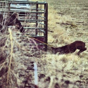 12-6-12_dept_of_ag_manhandling_a_3_week_old_foal