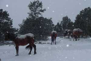 Virginia Range Wild Horses ~ photo courtesy of aowha.org