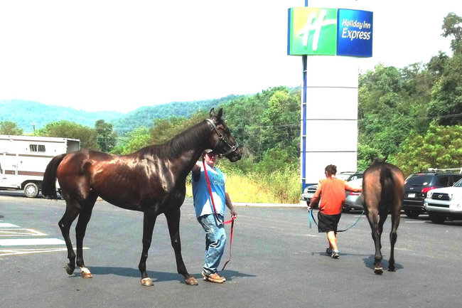 The racehorses Canuki, left, and Cactus Cafe were rejected for slaughter after tests showed they had been medicated. ~ photo by Michele Bollinger (Click Image to View Video