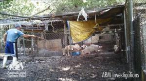 Click Image to View Video (WARNING: Very Graphic)