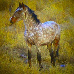 Virginia Range Horse