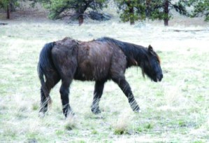 The last survivor of the 1992 transplant of wild horses to Wild Horse Island on Flathead Lake keeps surprising biologists by his longevity. “I don’t know what the old guy’s secret is,” says Jerry Sawyer, manager of the island for Fish, Wildlife and Parks, “but whatever he’s eating, I wish I could get some.”