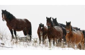 The wild horse population in Alberta is estimated to be 778. The Wild Horses of Alberta Society is seeking protection for the animals, which live along the Eastern Slopes of the Rockies.Photograph by: Leah Hennel, Calgary Herald