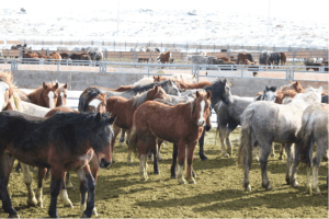 BLM Horses