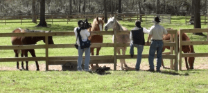 Houston NBC 2 News team with R.T. Fitch and featured, rescued "Fitch" horses - photo by Terry Fitch of Wild Horse Freedom Federation