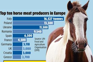 EU Horsemeat