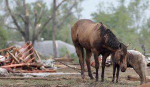 Survivors of the Carnage