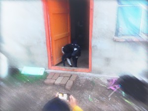 Yak Baby Seeks Shelter