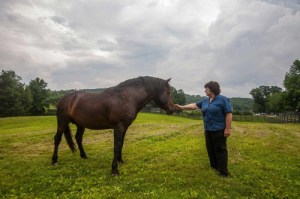 20130710__0711equine