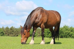 20130710__0711equine3