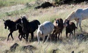 Twin Peaks Horses, photo by L. Sterling