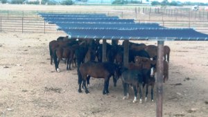 horses_in__shade_