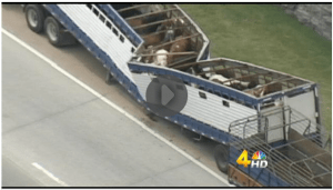 Click on Image to visit video, pics and comment